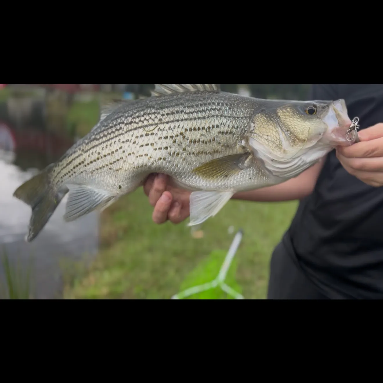 The most recent Wiper catches on Fishbrain