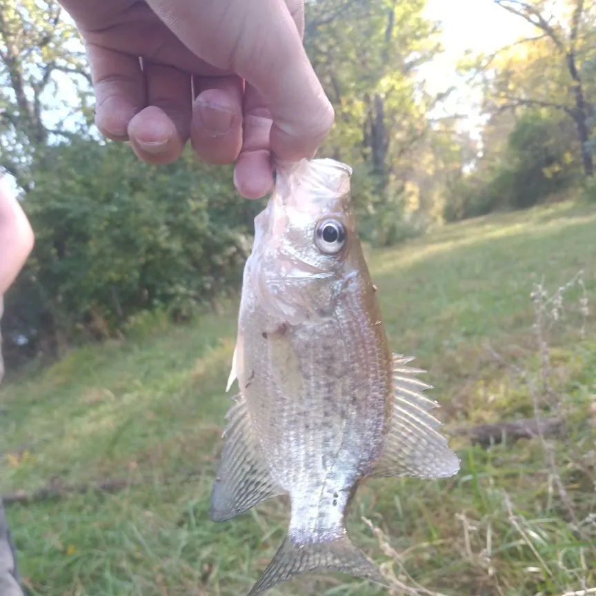 White crappie caught on Fishbrain