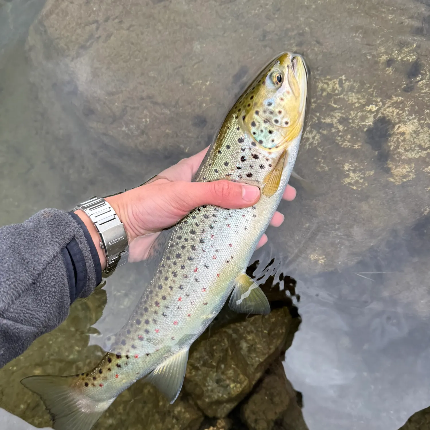 Brown trout caught on Fishbrain
