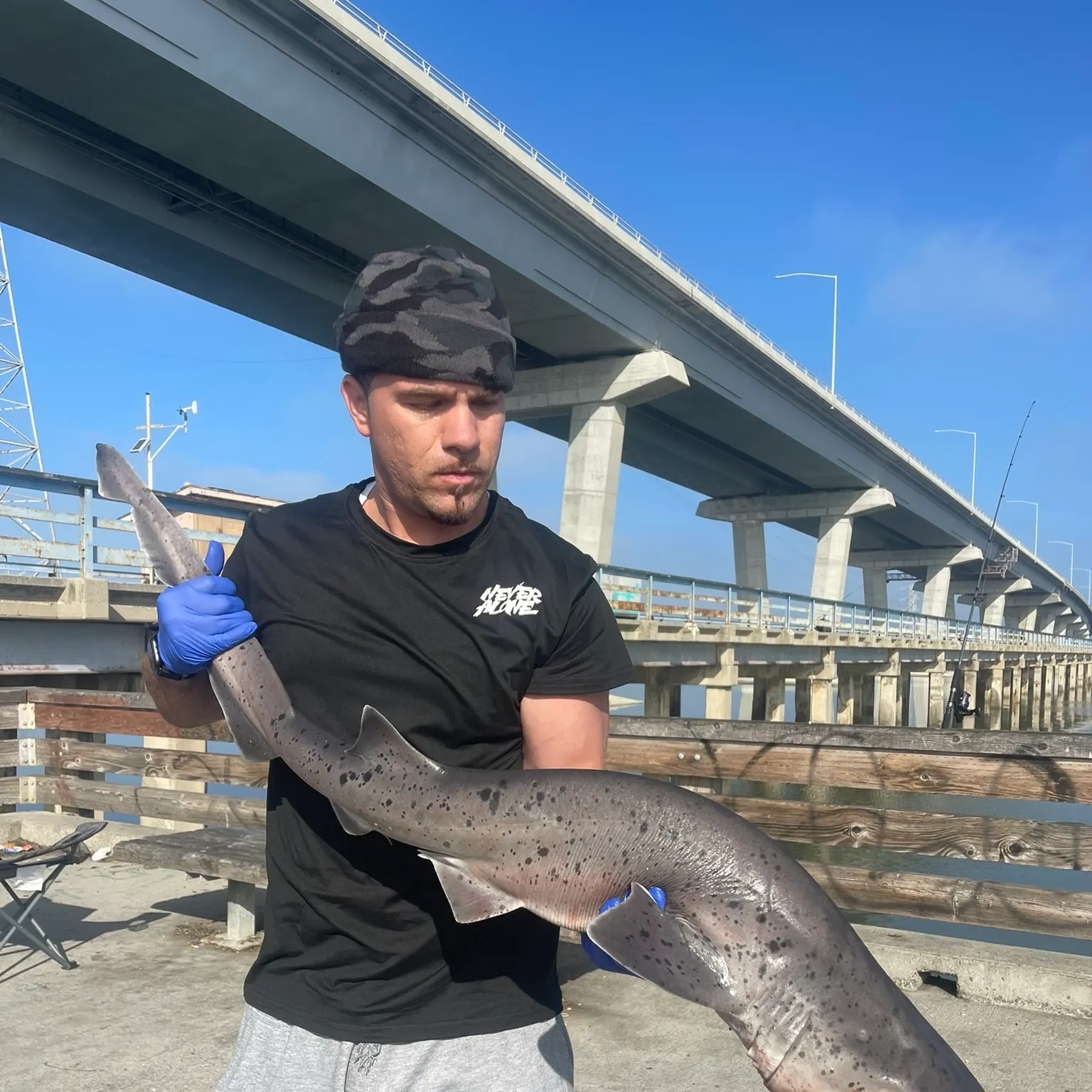 The most recent Broadnose sevengill shark catches on Fishbrain