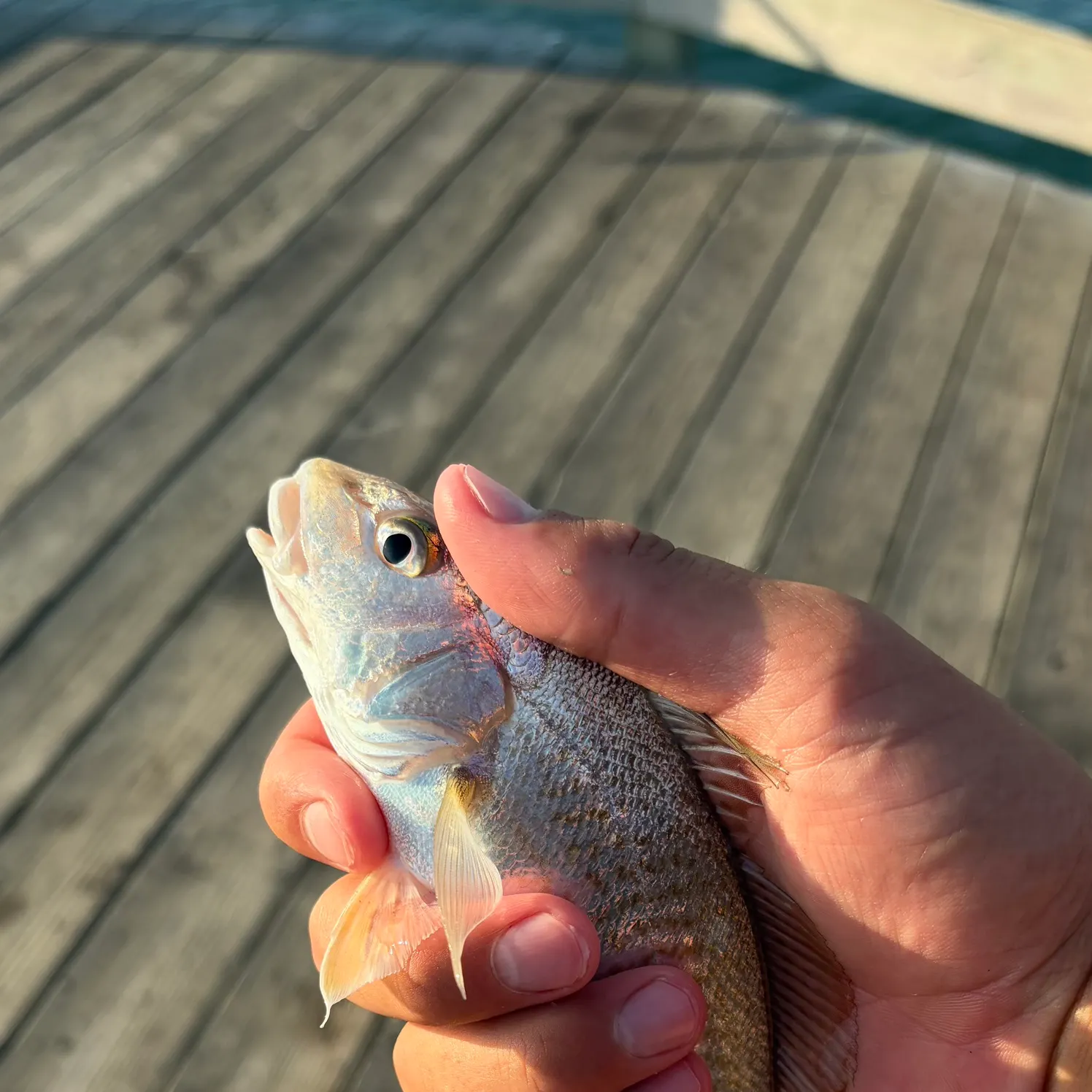 Atlantic croaker caught on Fishbrain
