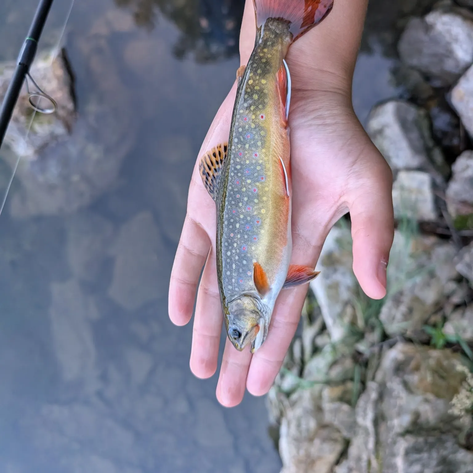 Brook trout caught on Fishbrain