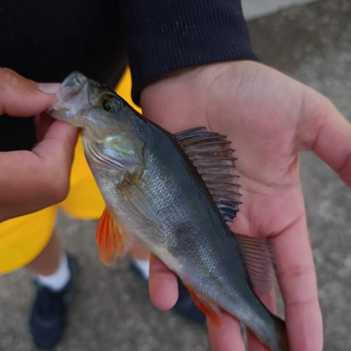 European perch caught on Fishbrain