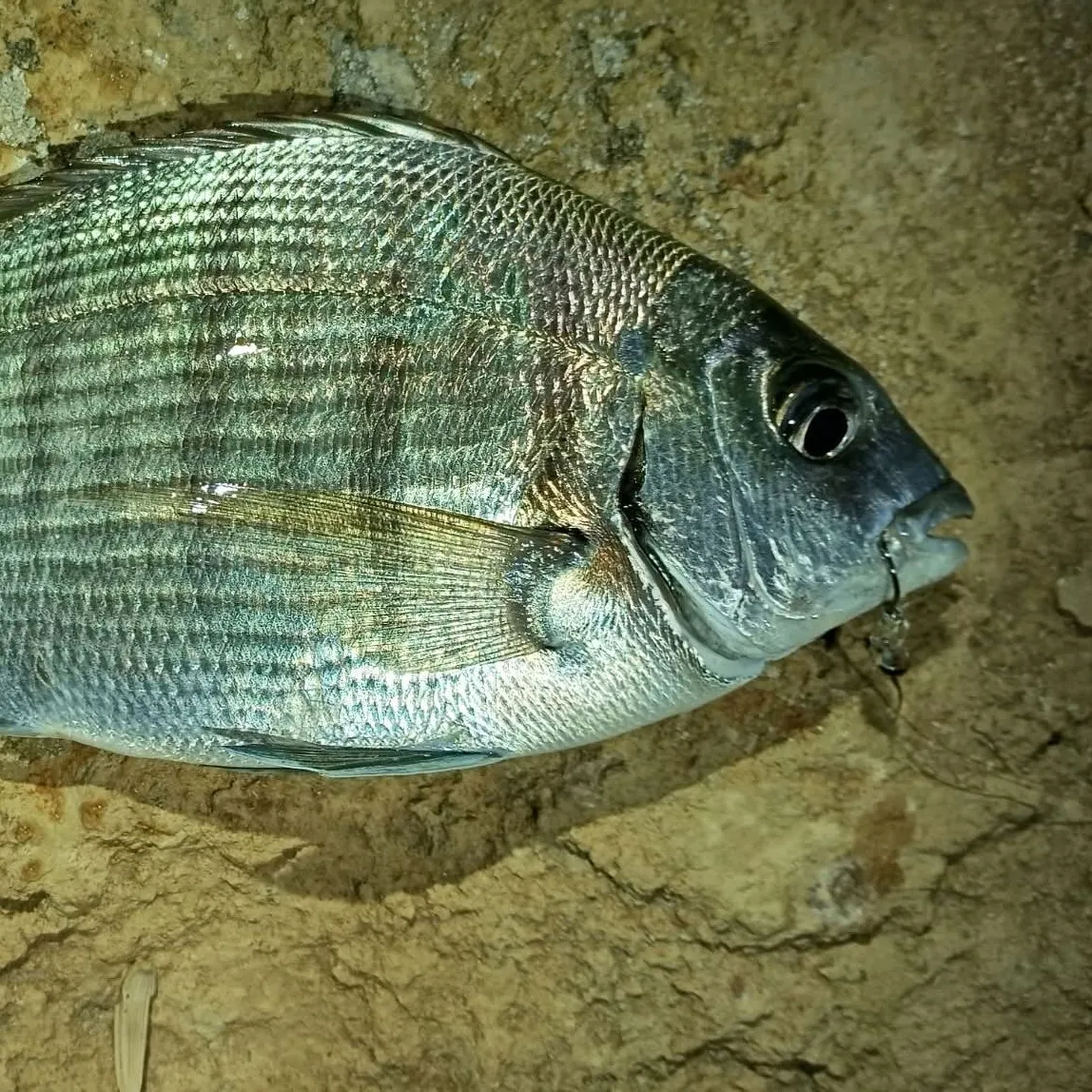 White seabream caught on Fishbrain