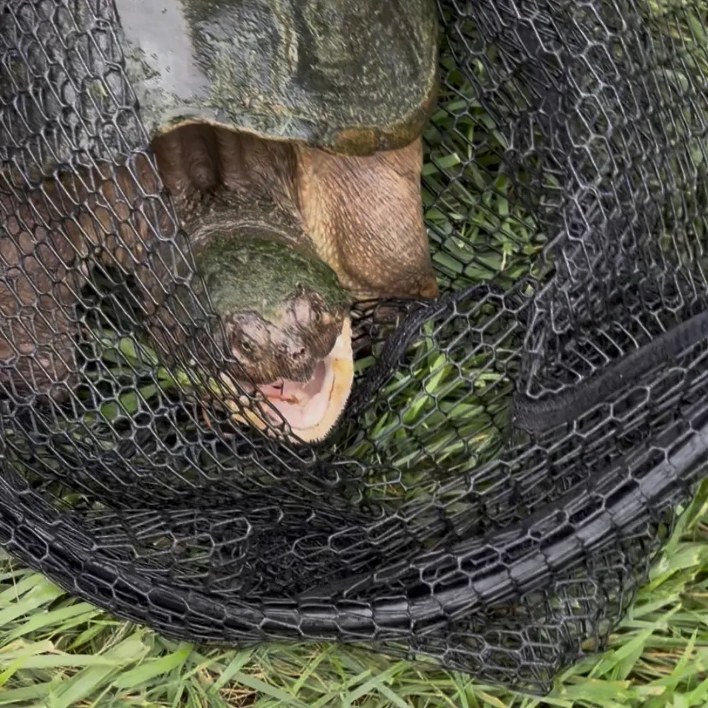 Common snapping turtle caught on Fishbrain