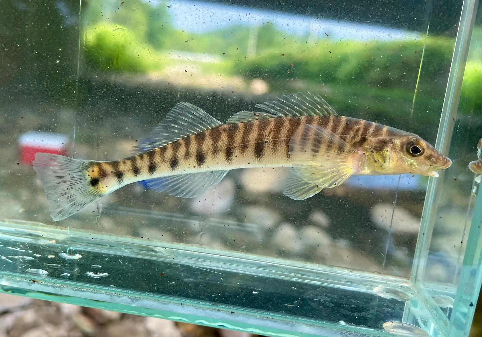 Common logperch