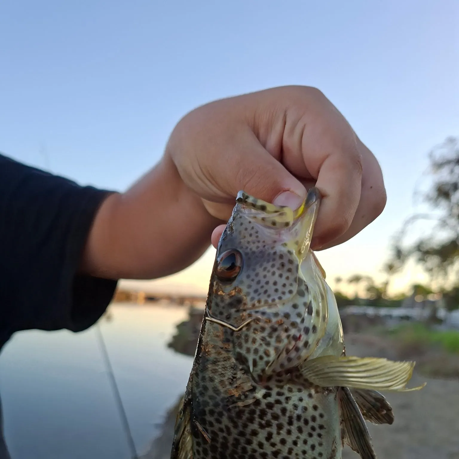 Spotted sand bass caught on Fishbrain