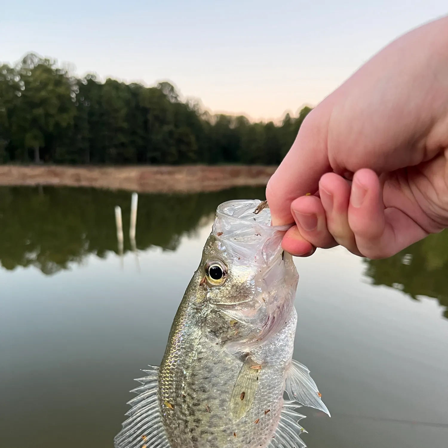 White crappie caught on Fishbrain