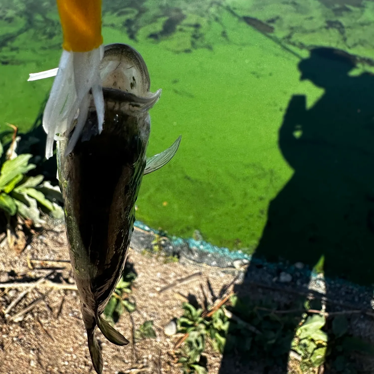 Smallmouth bass caught on Fishbrain