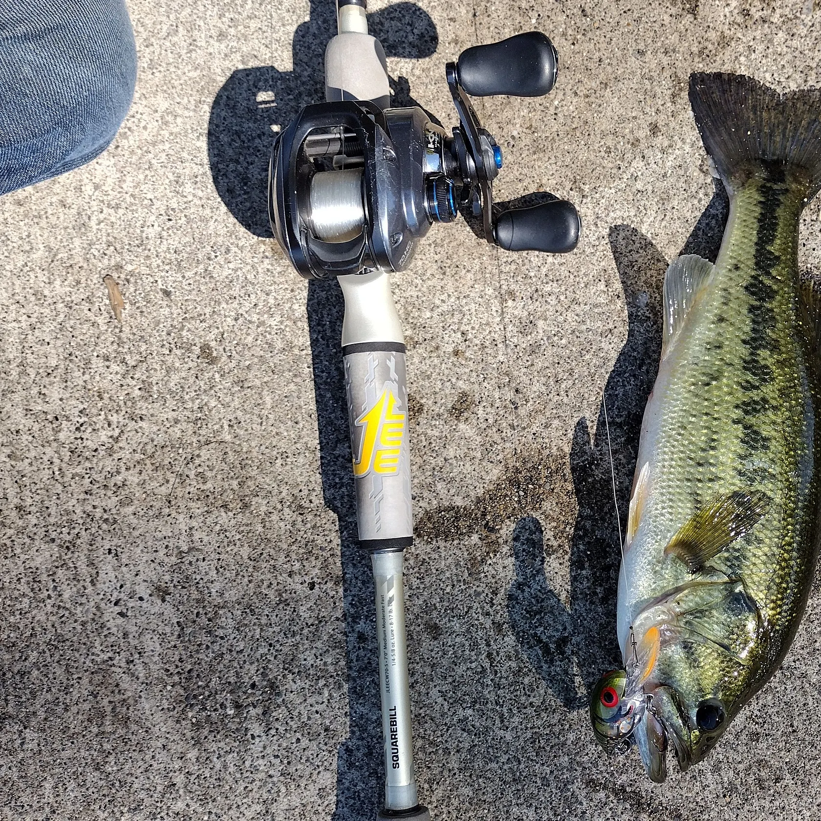 Largemouth bass caught on Fishbrain