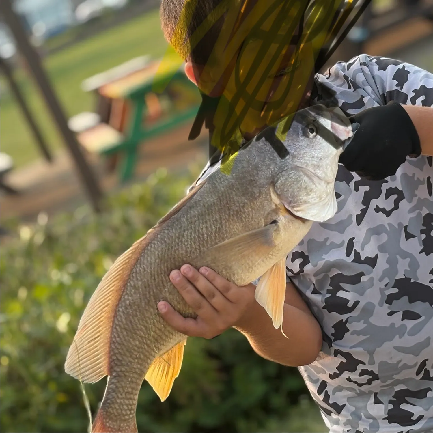 Freshwater drum caught on Fishbrain