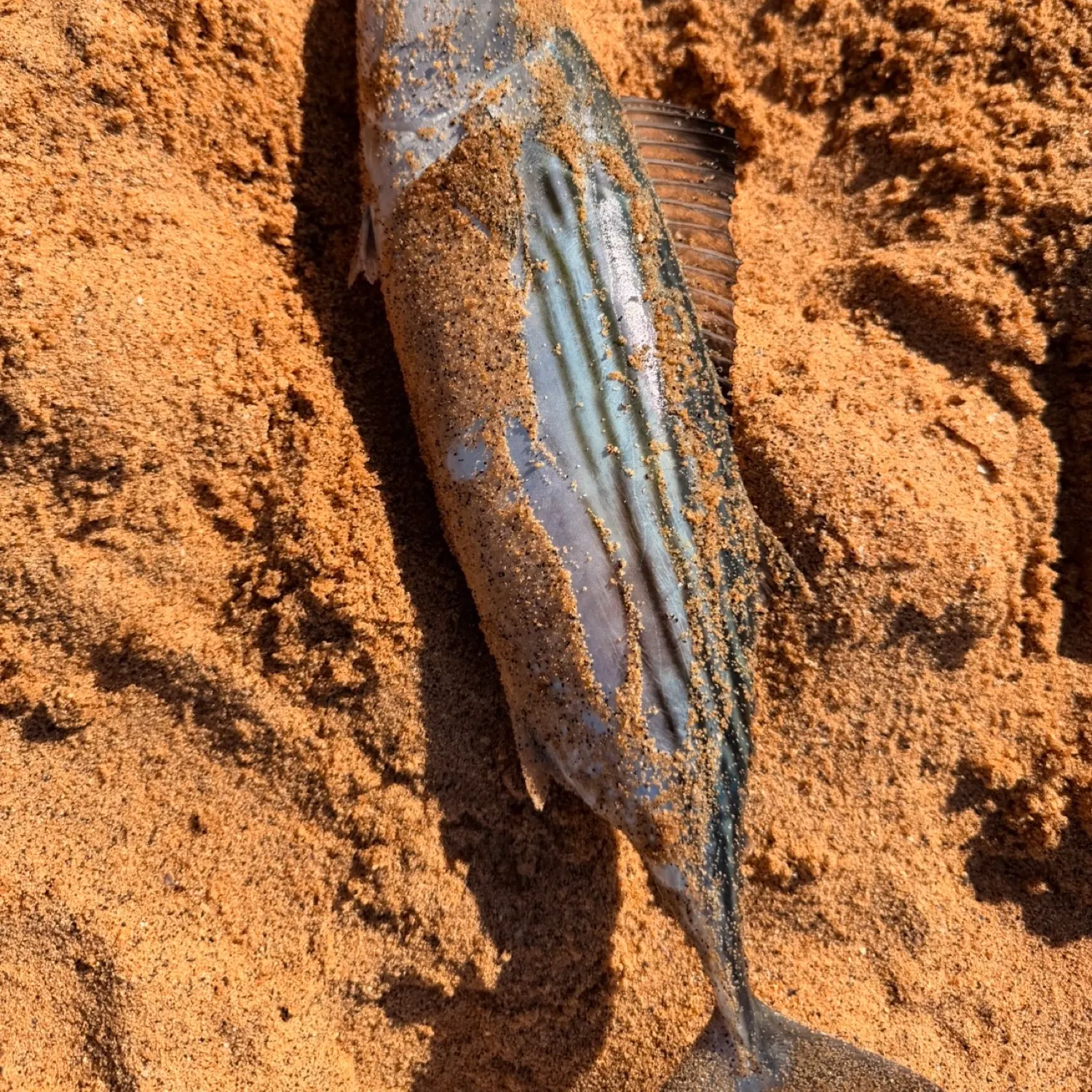 The most recent Australian bonito catches on Fishbrain