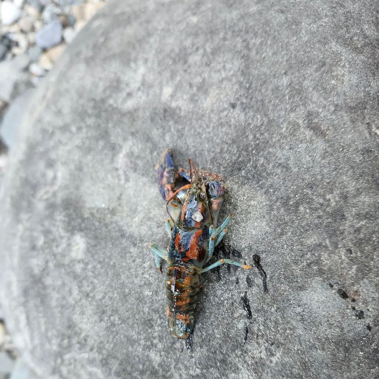 The most recent Australian redclaw crayfish catches on Fishbrain
