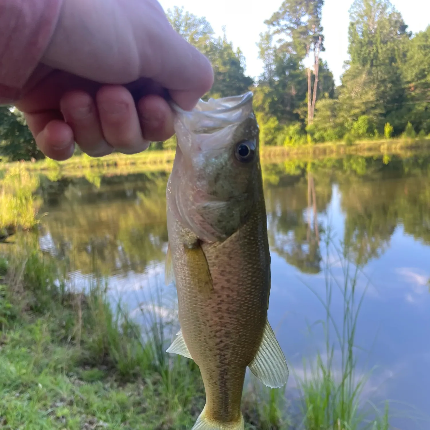 The most recent F1 bass catches on Fishbrain