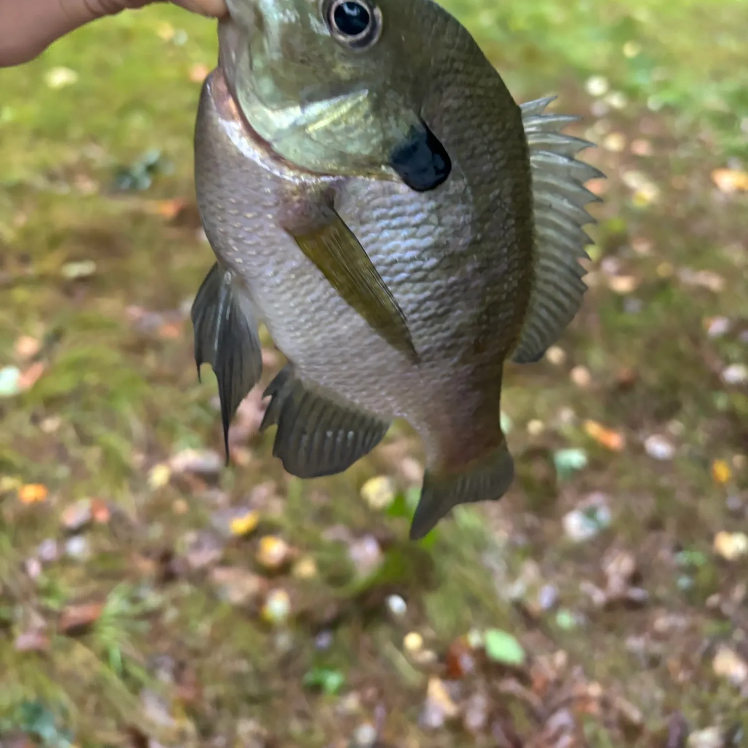 Redbreast sunfish caught on Fishbrain