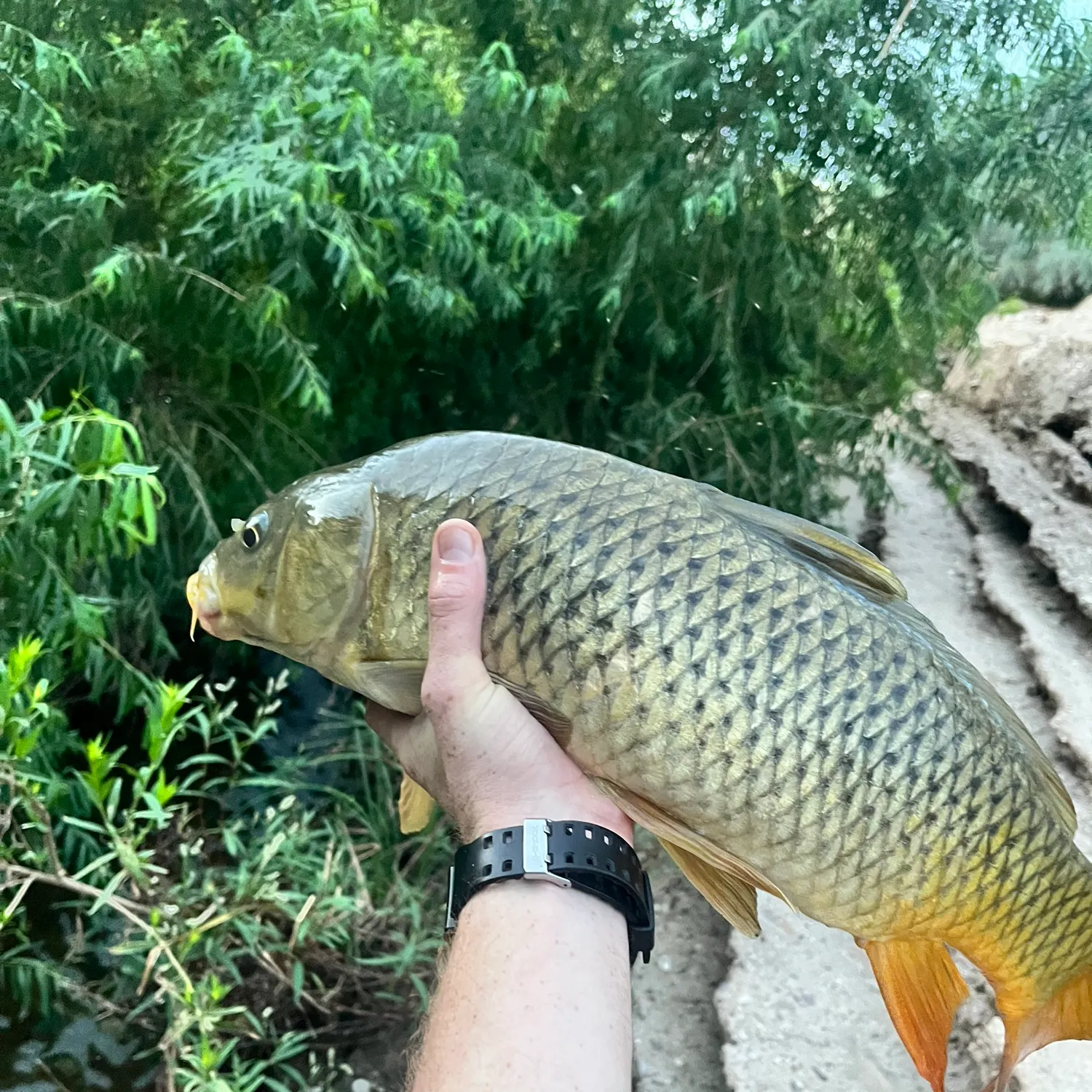 Common carp caught on Fishbrain