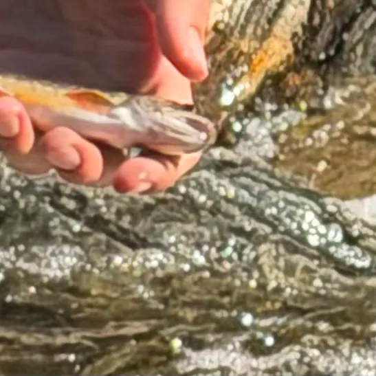 Brook trout caught on Fishbrain