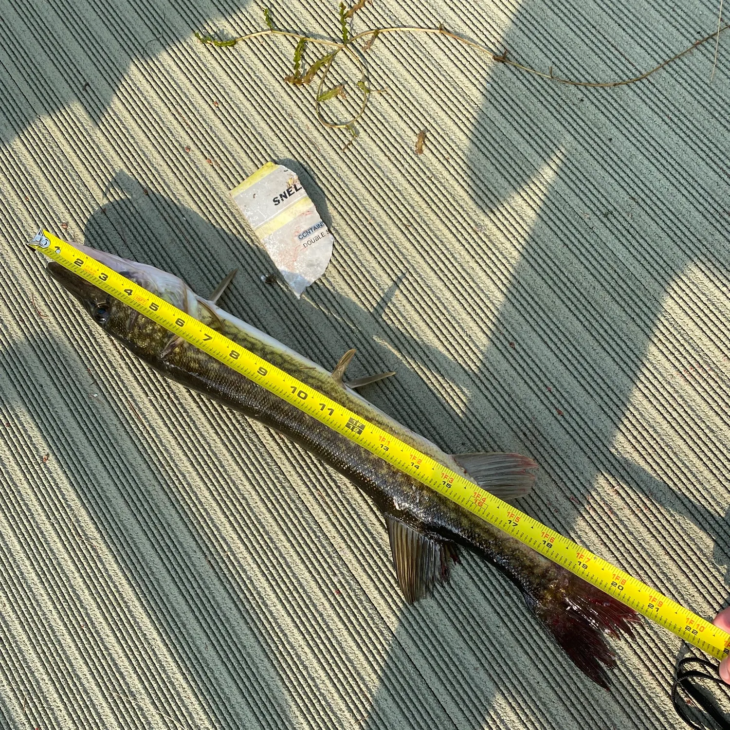 recently logged catches