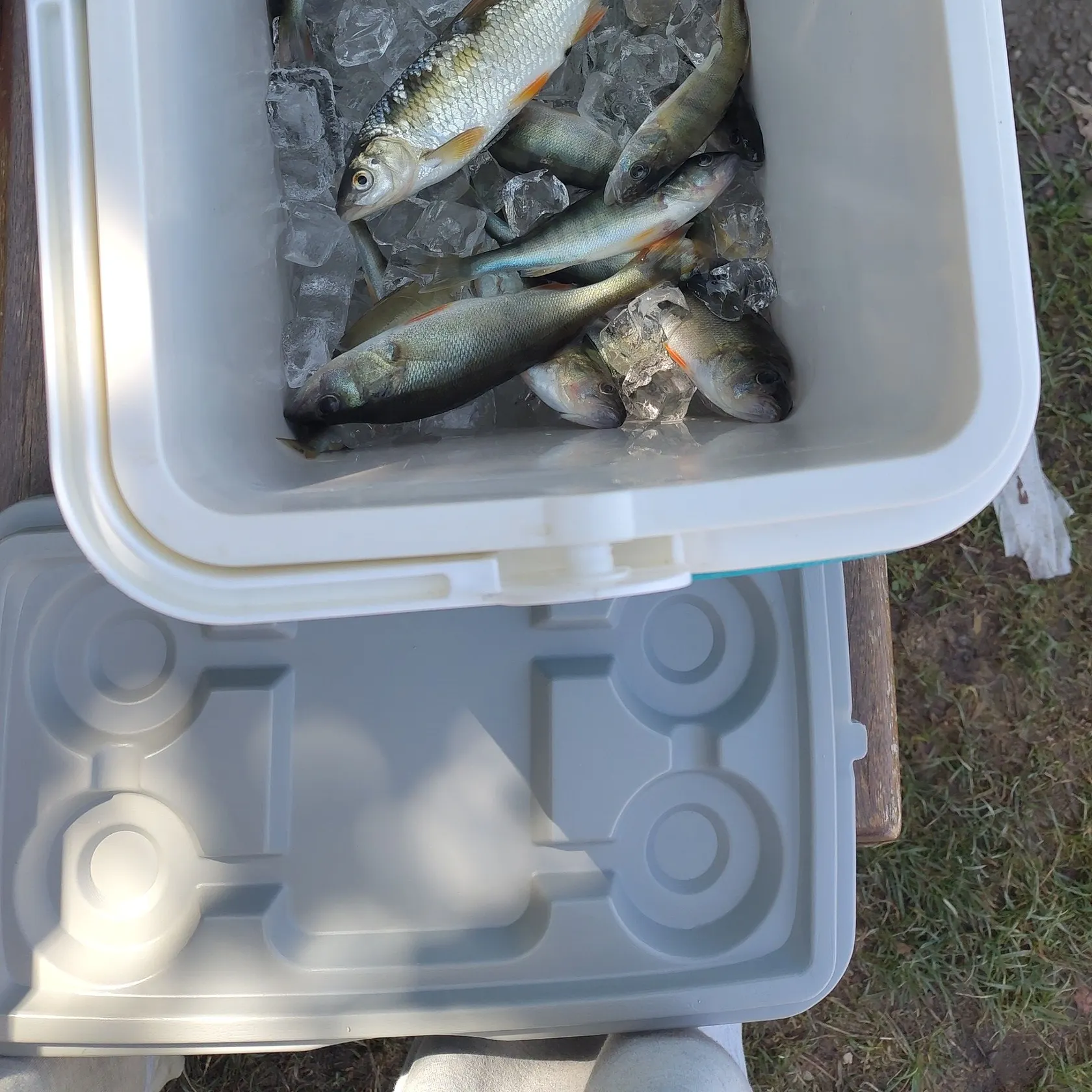European perch caught on Fishbrain