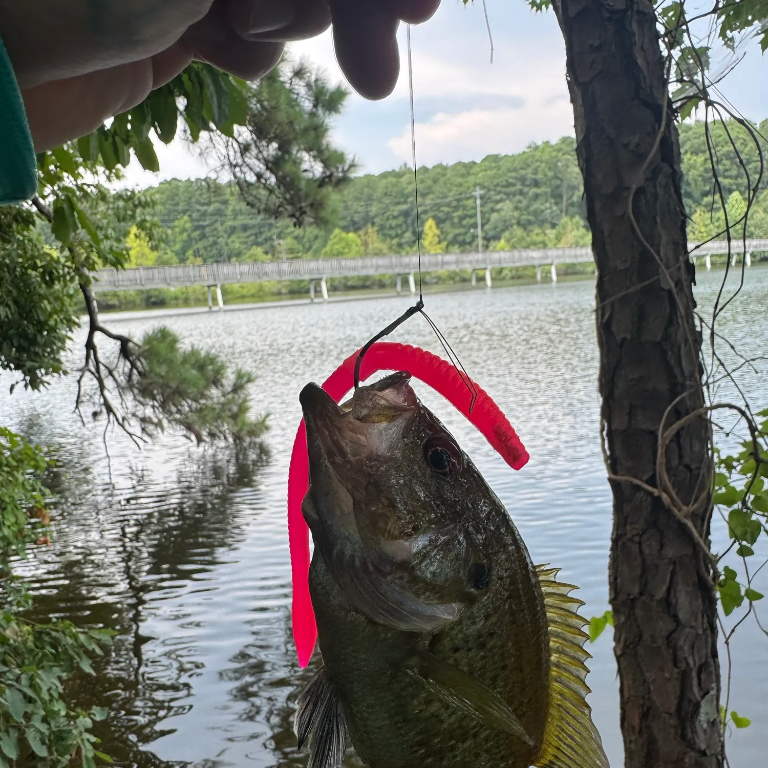 The most recent Wargill hybrid catches on Fishbrain