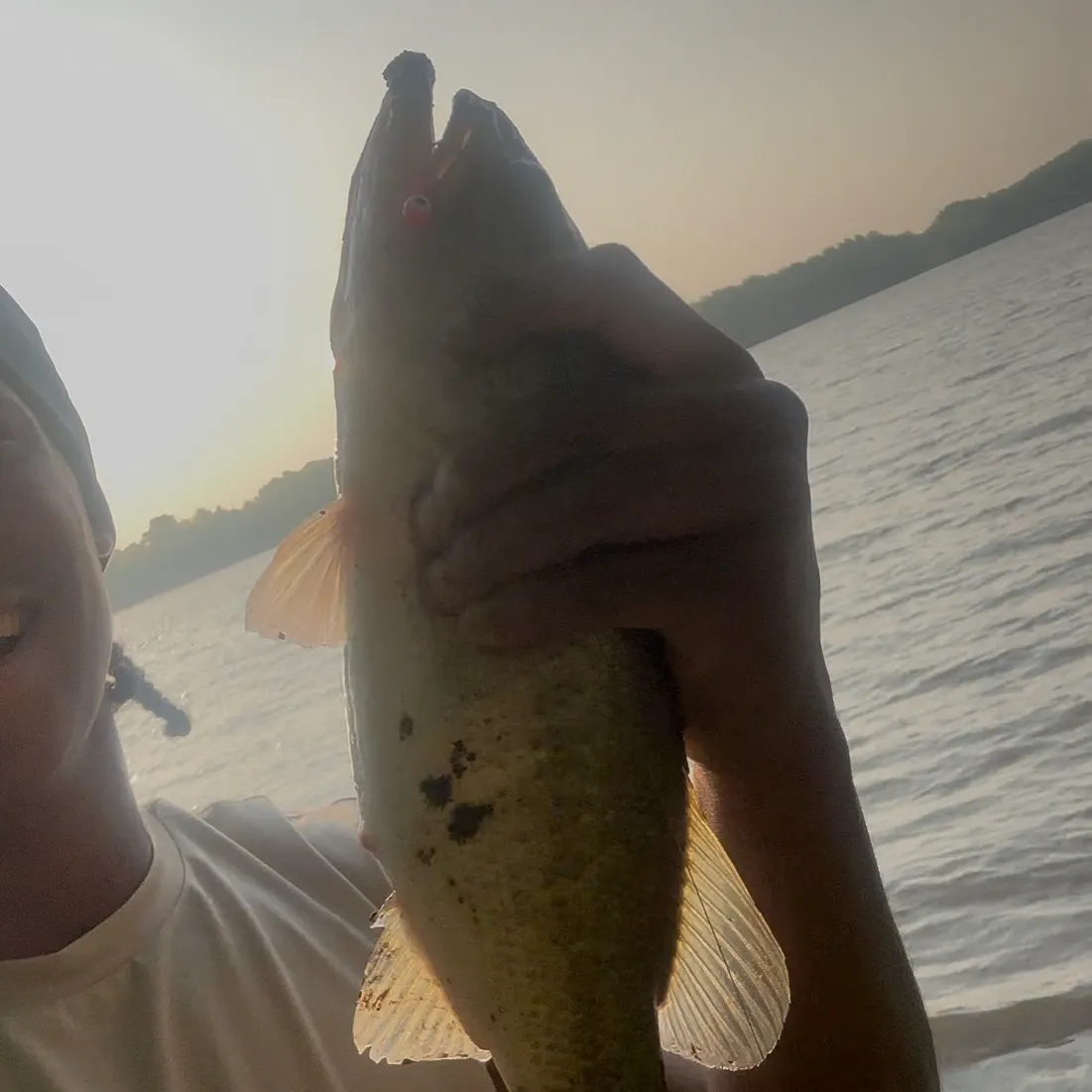 The most recent Ouachita smallmouth bass catches on Fishbrain