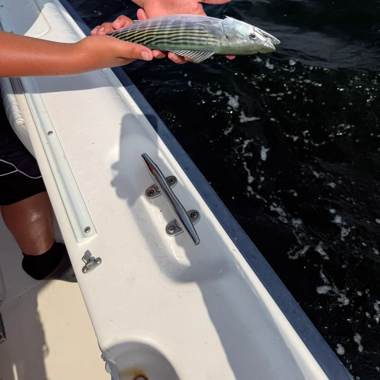 The most recent Eastern Pacific bonito catches on Fishbrain