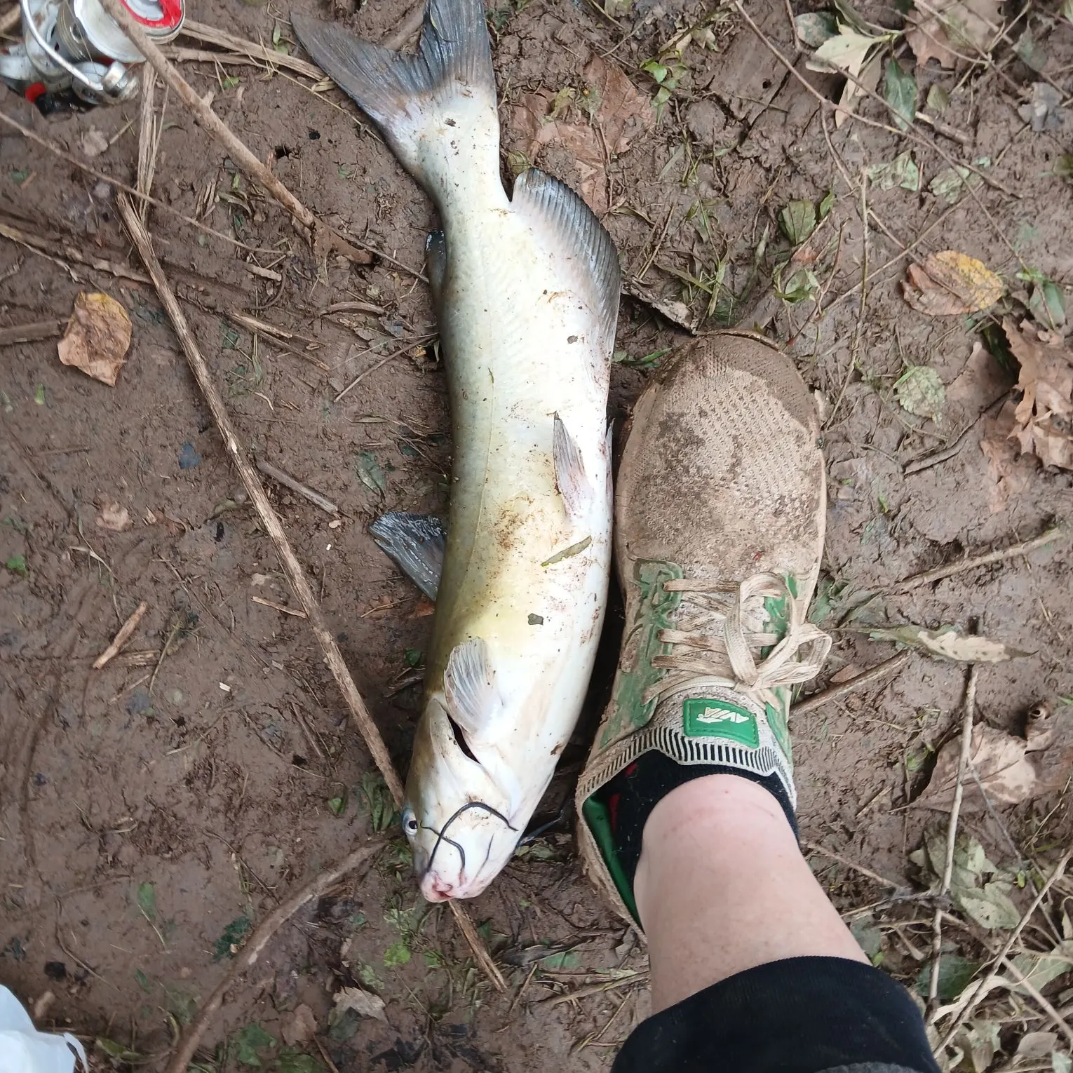 Channel catfish caught on Fishbrain