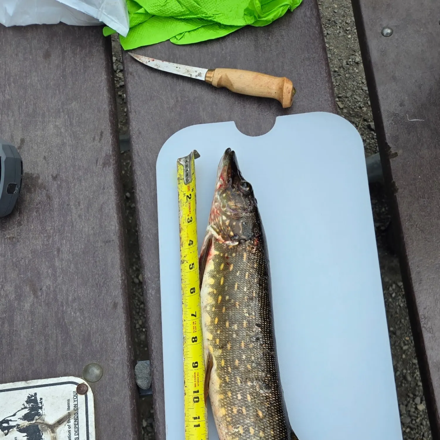 recently logged catches