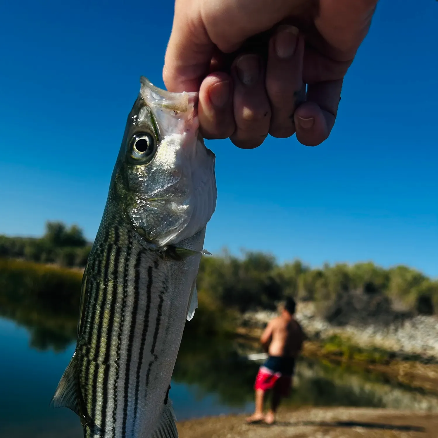 Striped bass caught on Fishbrain
