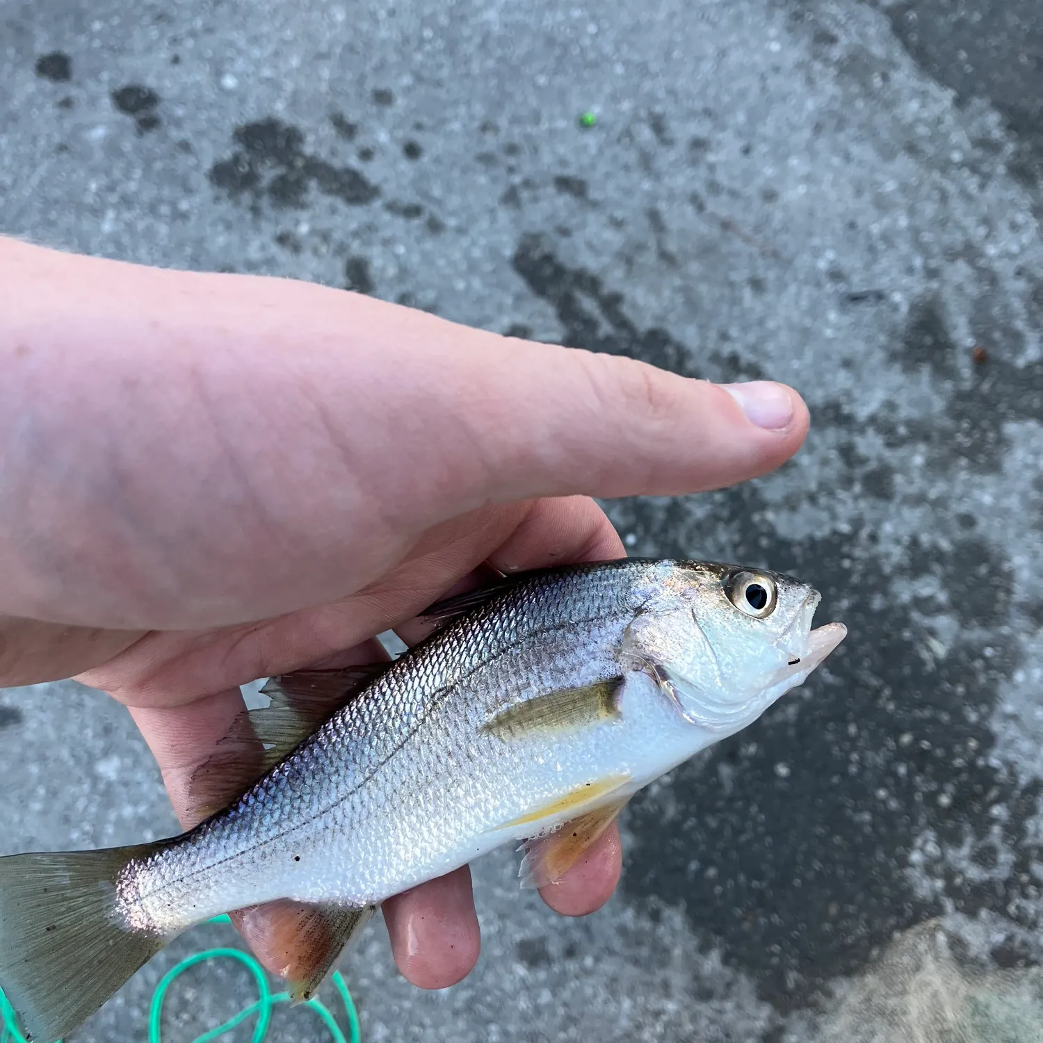 The most recent Silver perch catches on Fishbrain