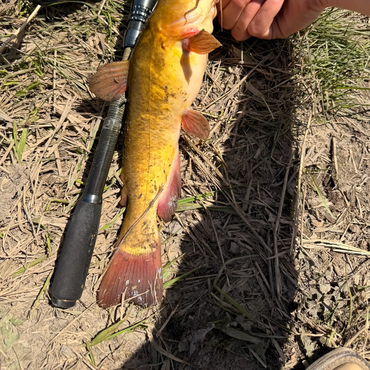 The most recent Yellow bullhead catches on Fishbrain