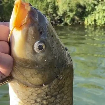 Common carp caught on Fishbrain
