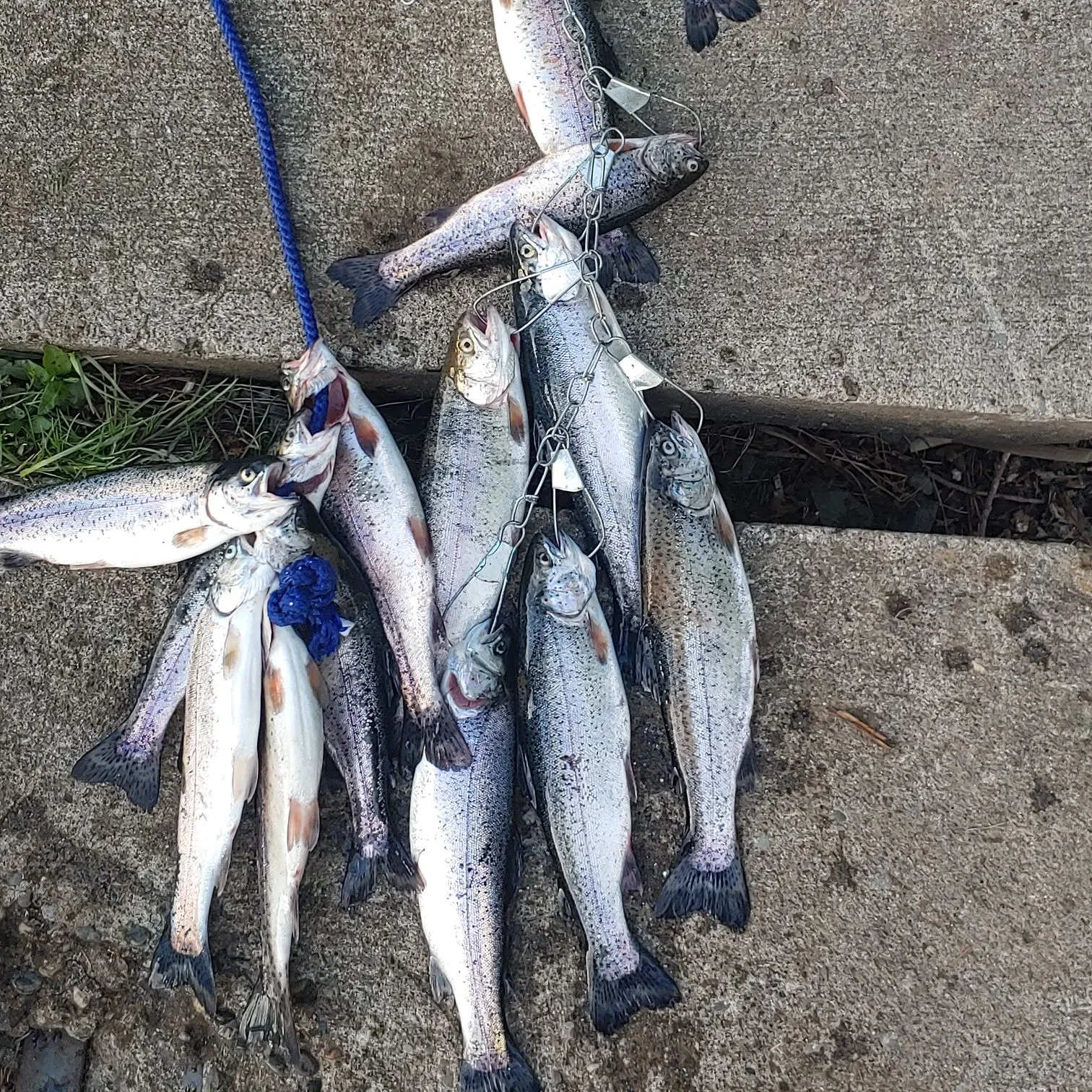 recently logged catches