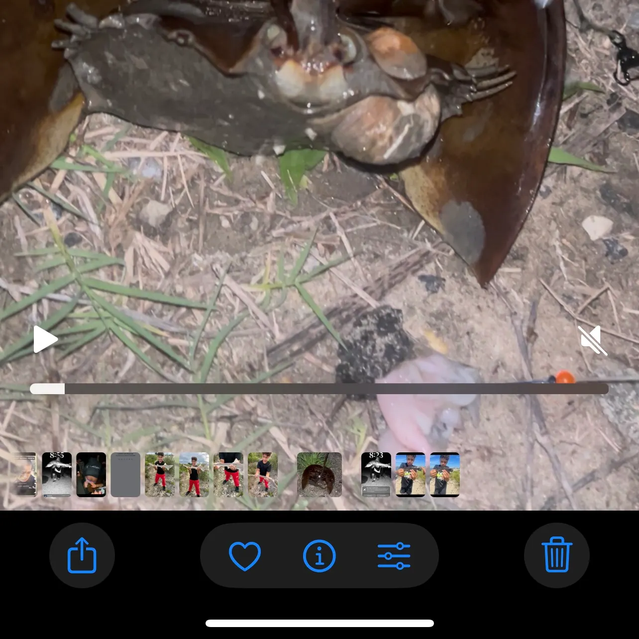 The most recent Atlantic horseshoe crab catches on Fishbrain