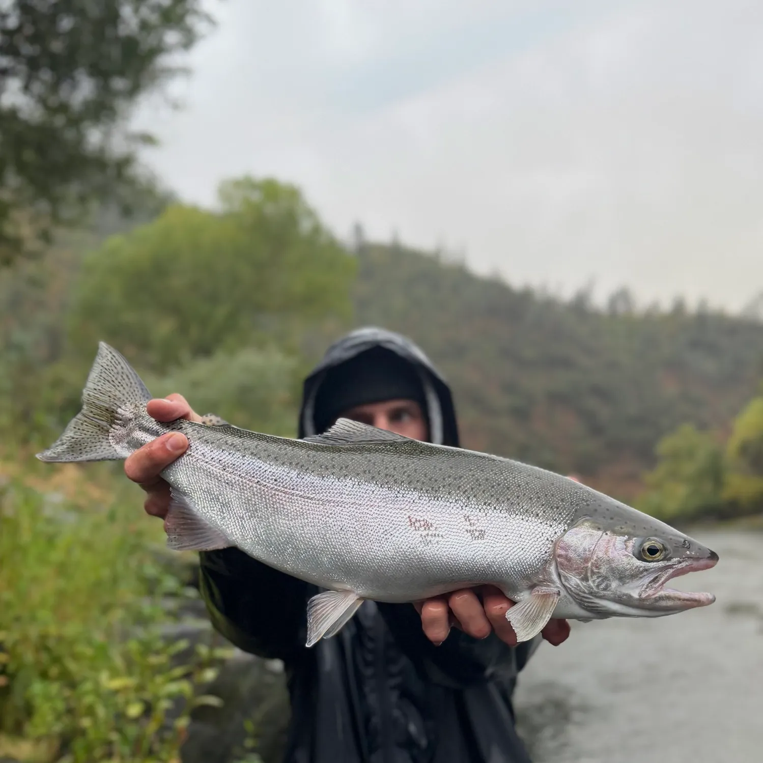 Rainbow trout caught on Fishbrain