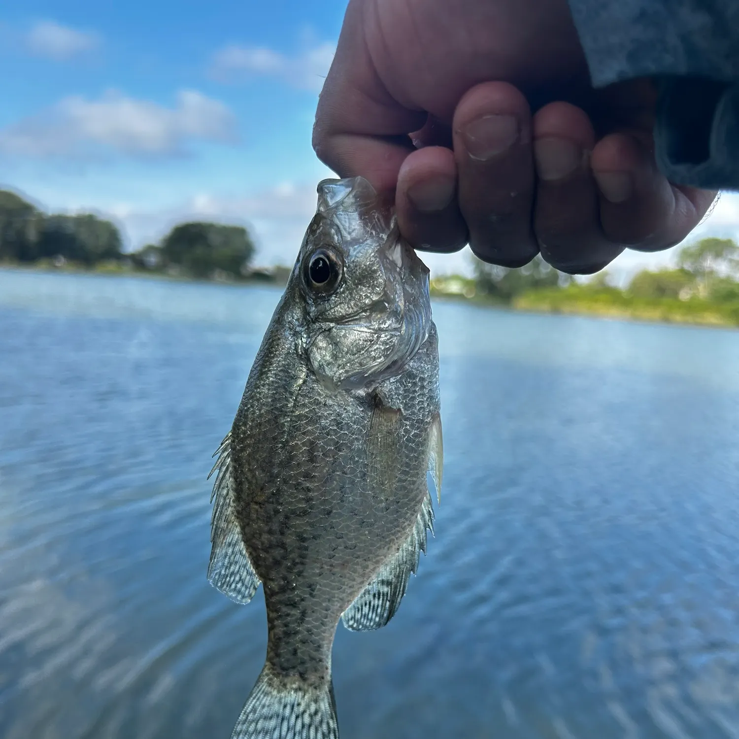 Black crappie caught on Fishbrain