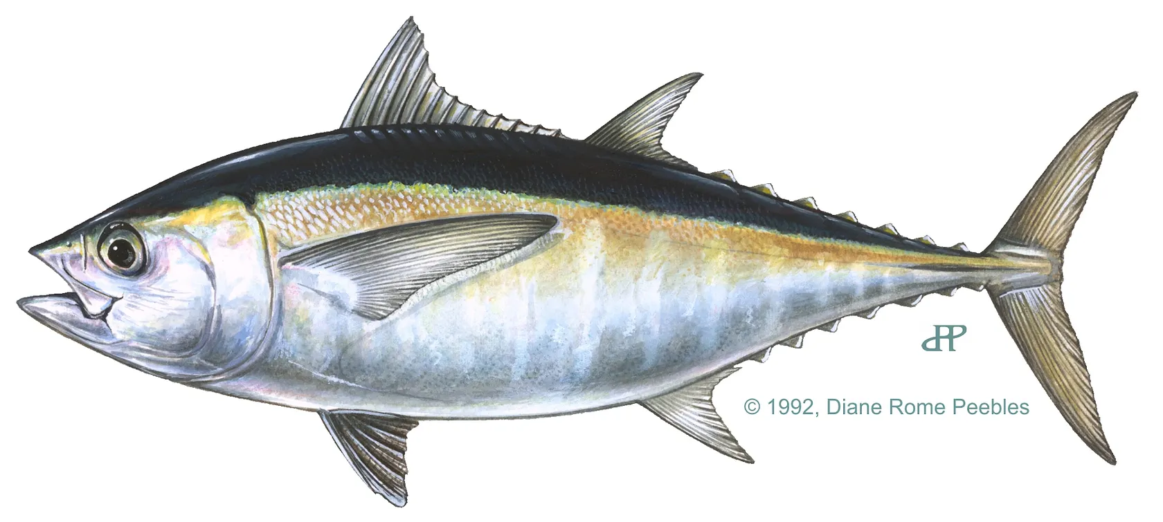 Blackfin tuna