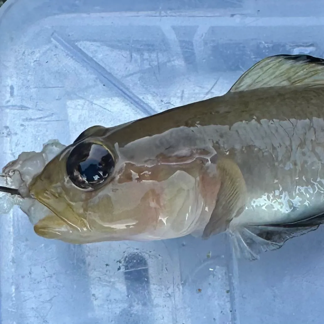 The most recent Blackeye goby catches on Fishbrain