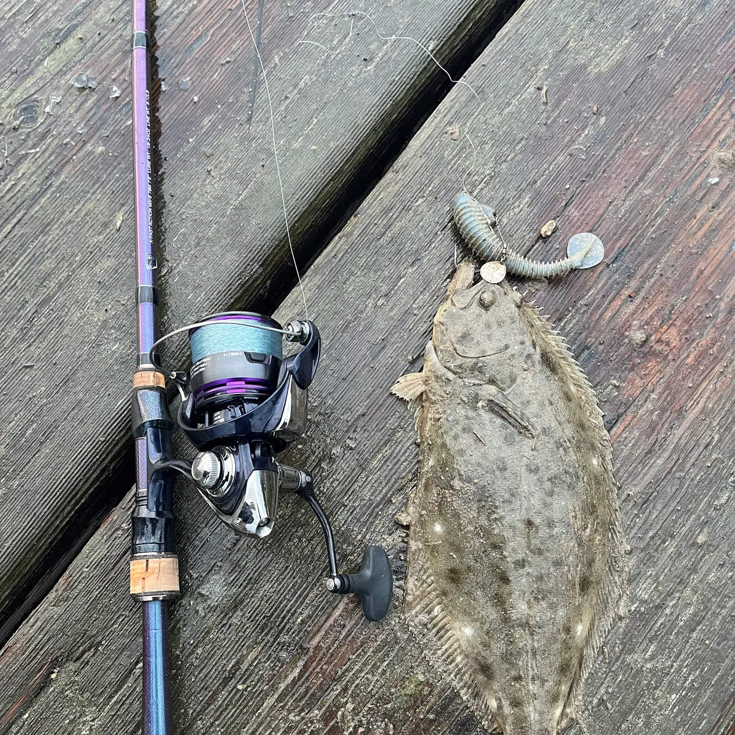California halibut caught on Fishbrain