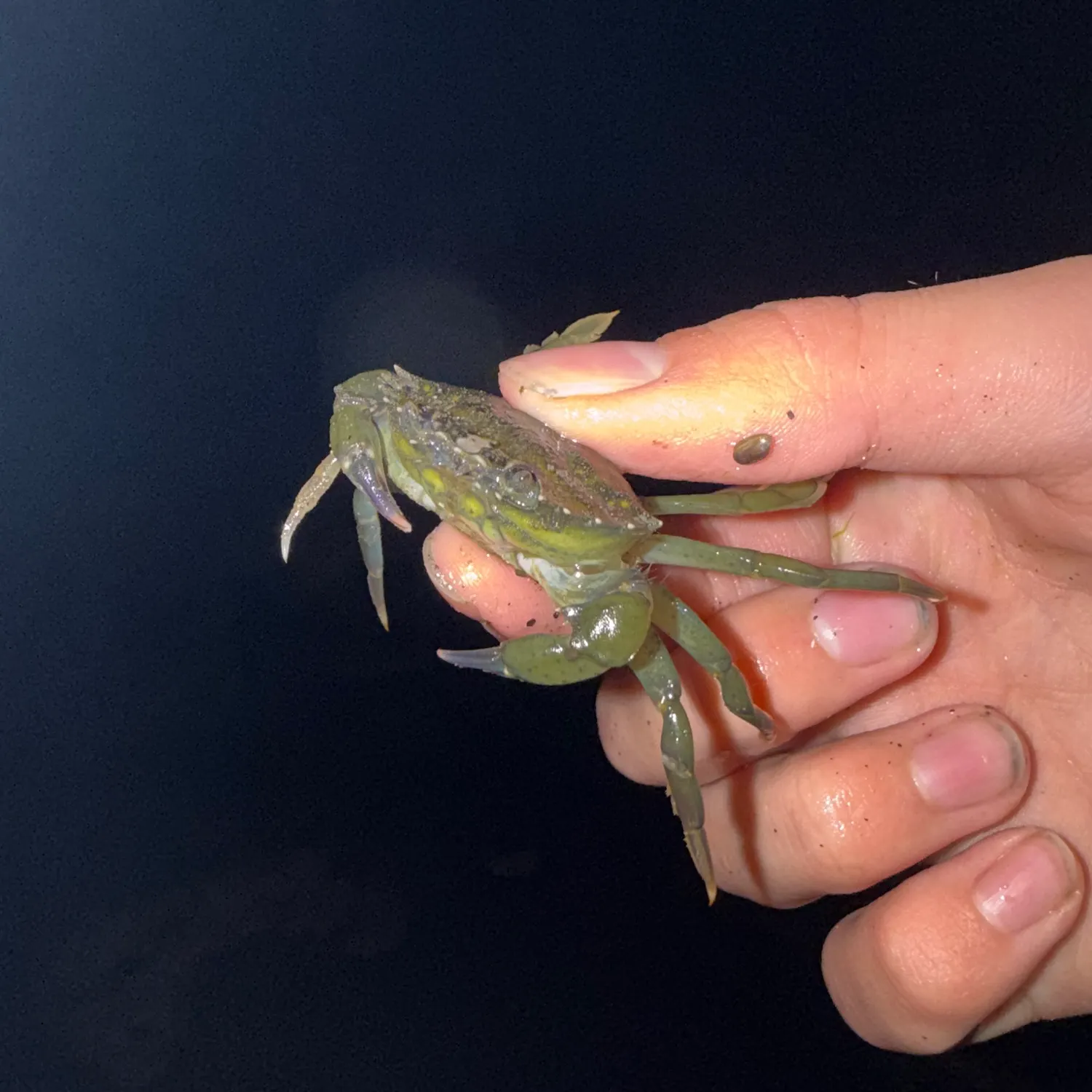 The most recent Green crab catches on Fishbrain