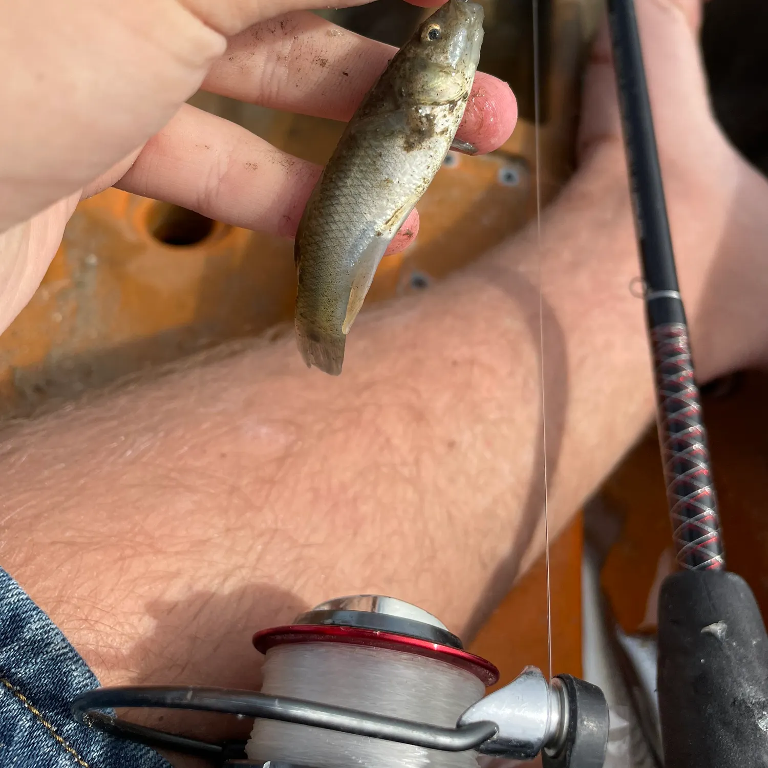 The most recent Mummichog catches on Fishbrain