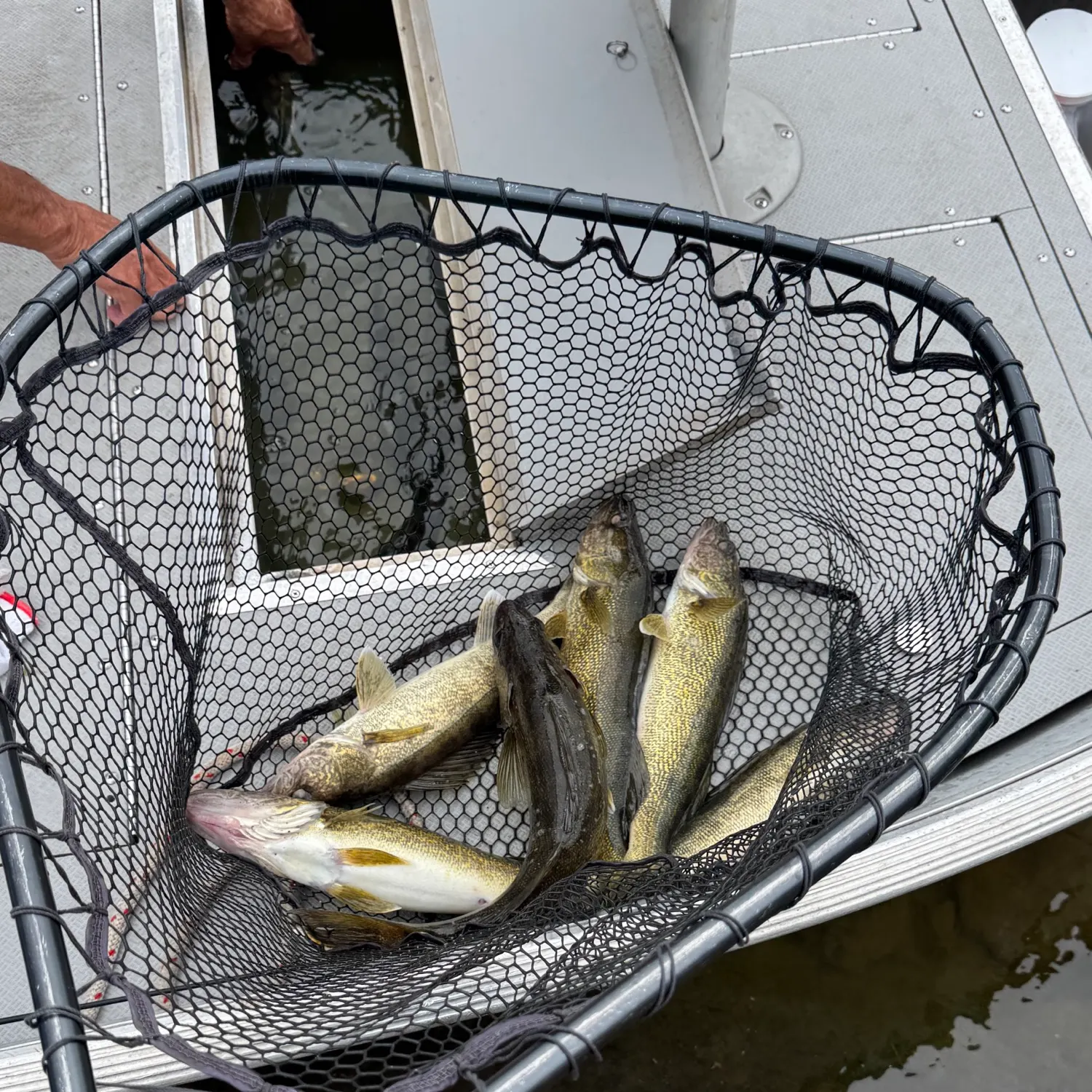 Walleye caught on Fishbrain