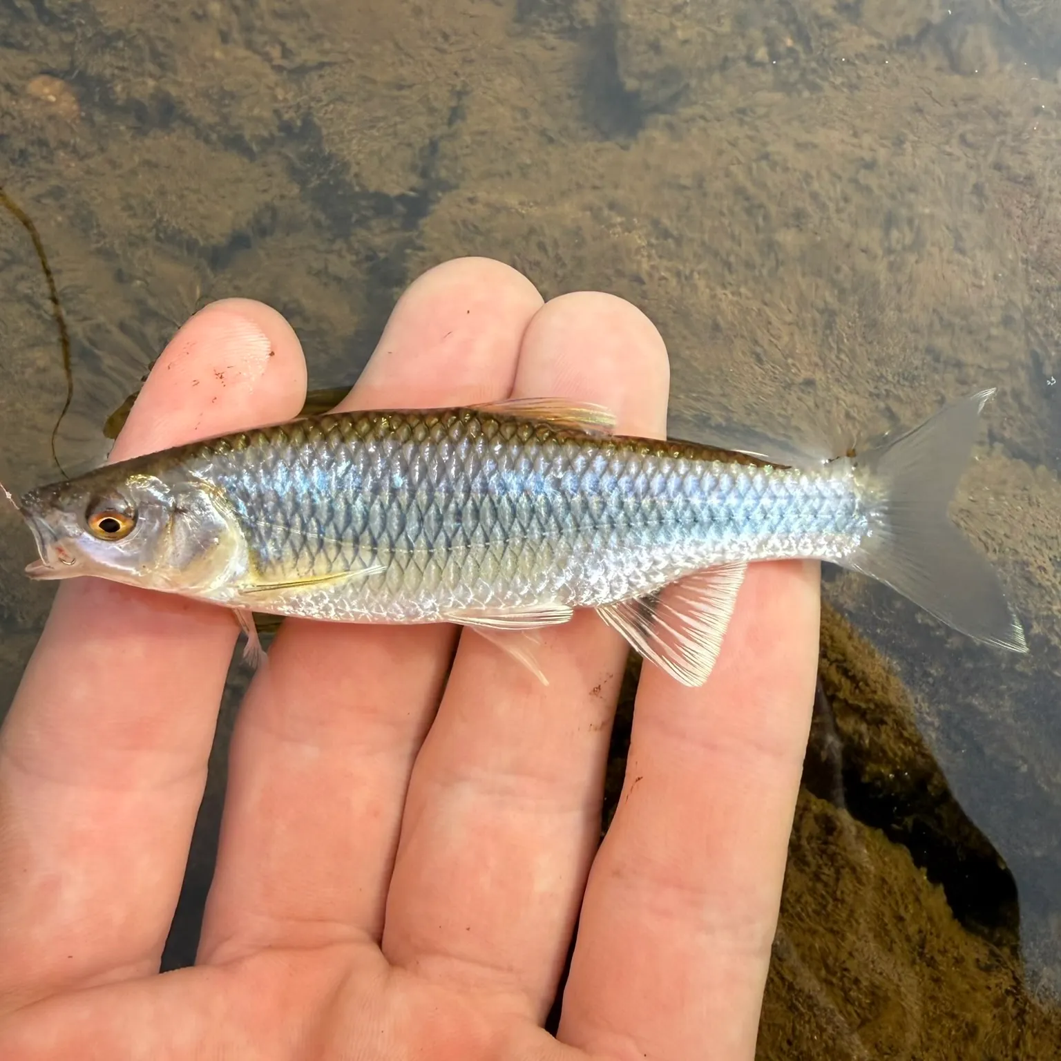 The most recent Satinfin shiner catches on Fishbrain
