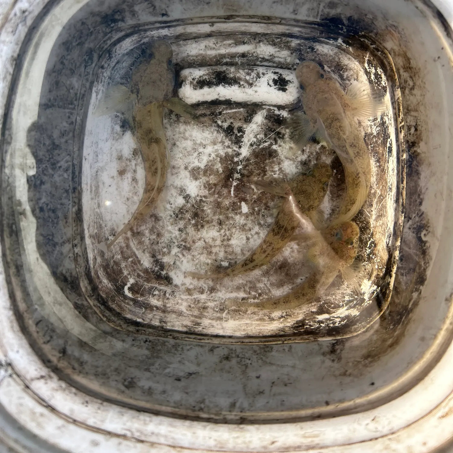 The most recent Round goby catches on Fishbrain