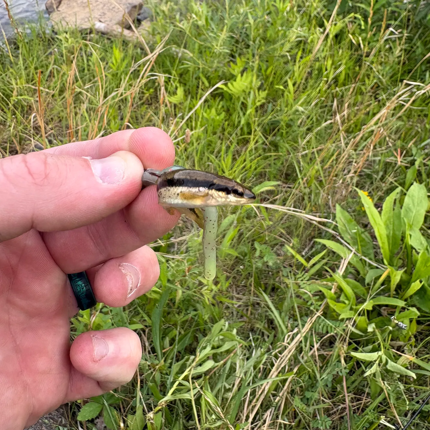 The most recent Brassy minnow catches on Fishbrain