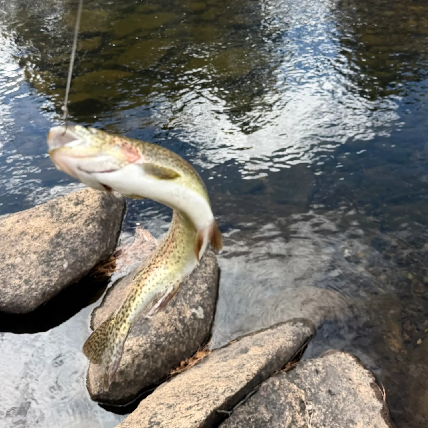 Cutthroat trout caught on Fishbrain