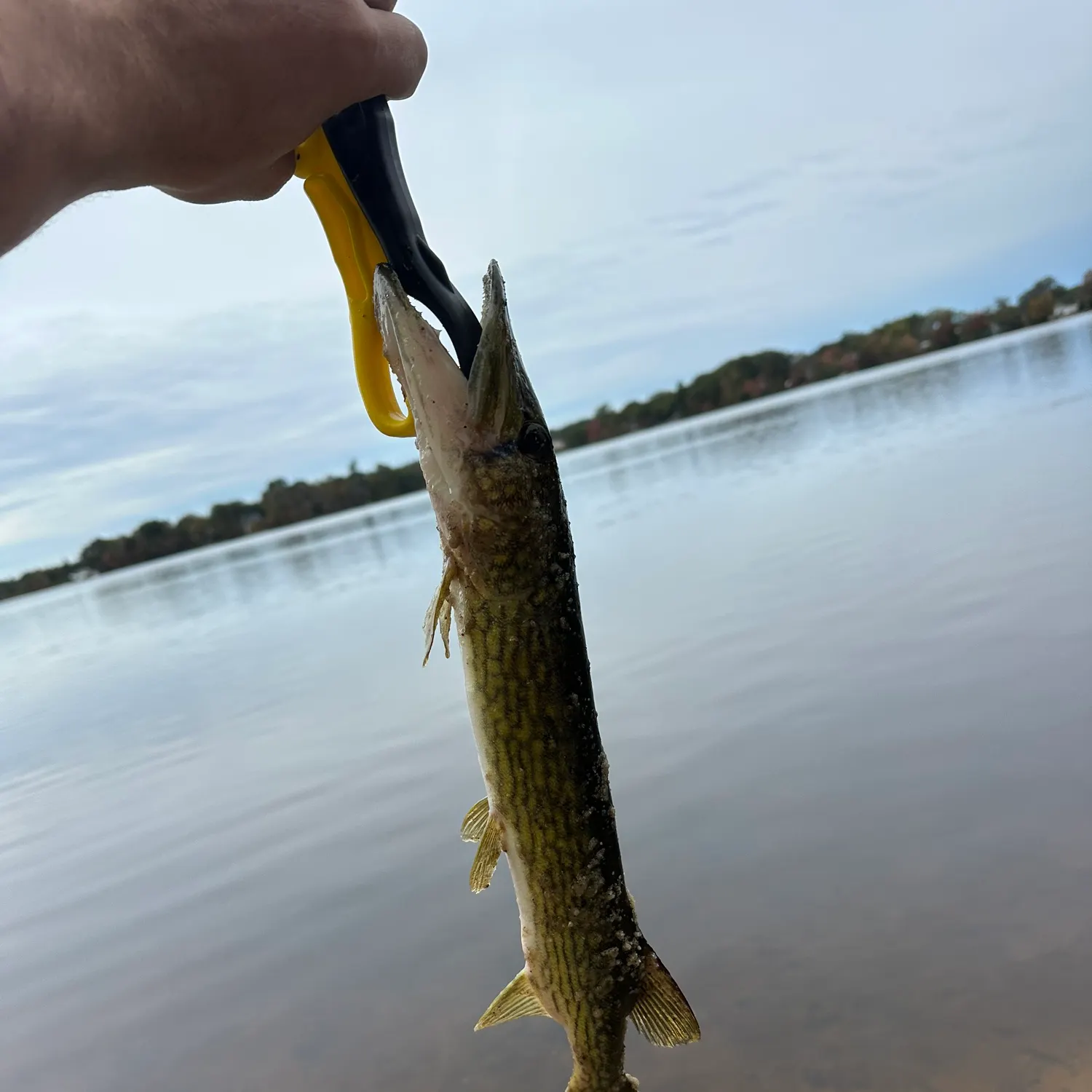Chain pickerel caught on Fishbrain