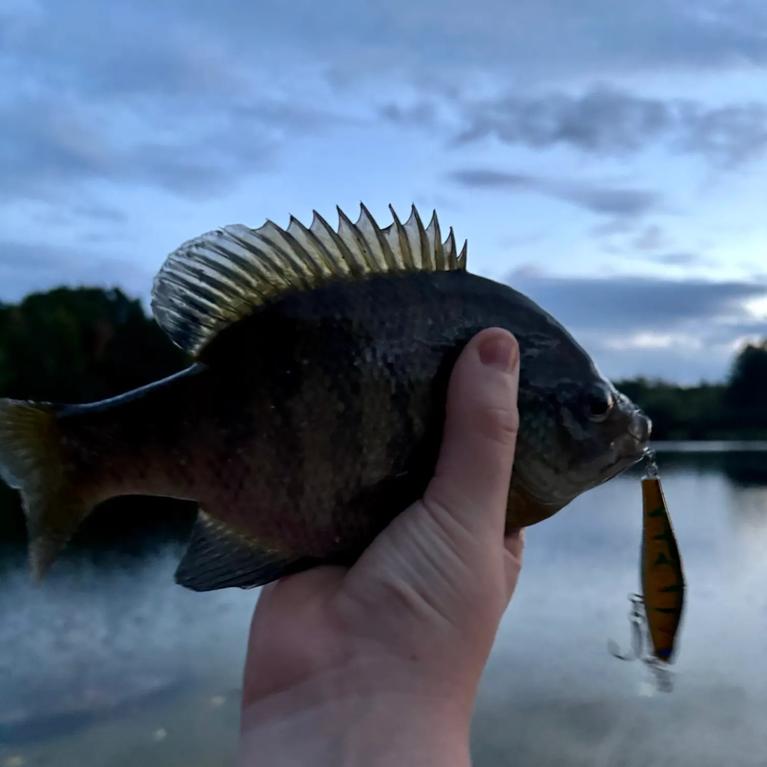 Bluegill caught on Fishbrain