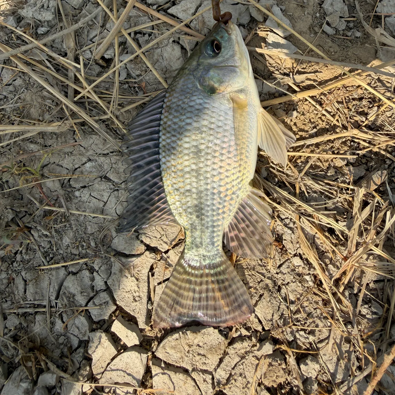 Nile tilapia caught on Fishbrain