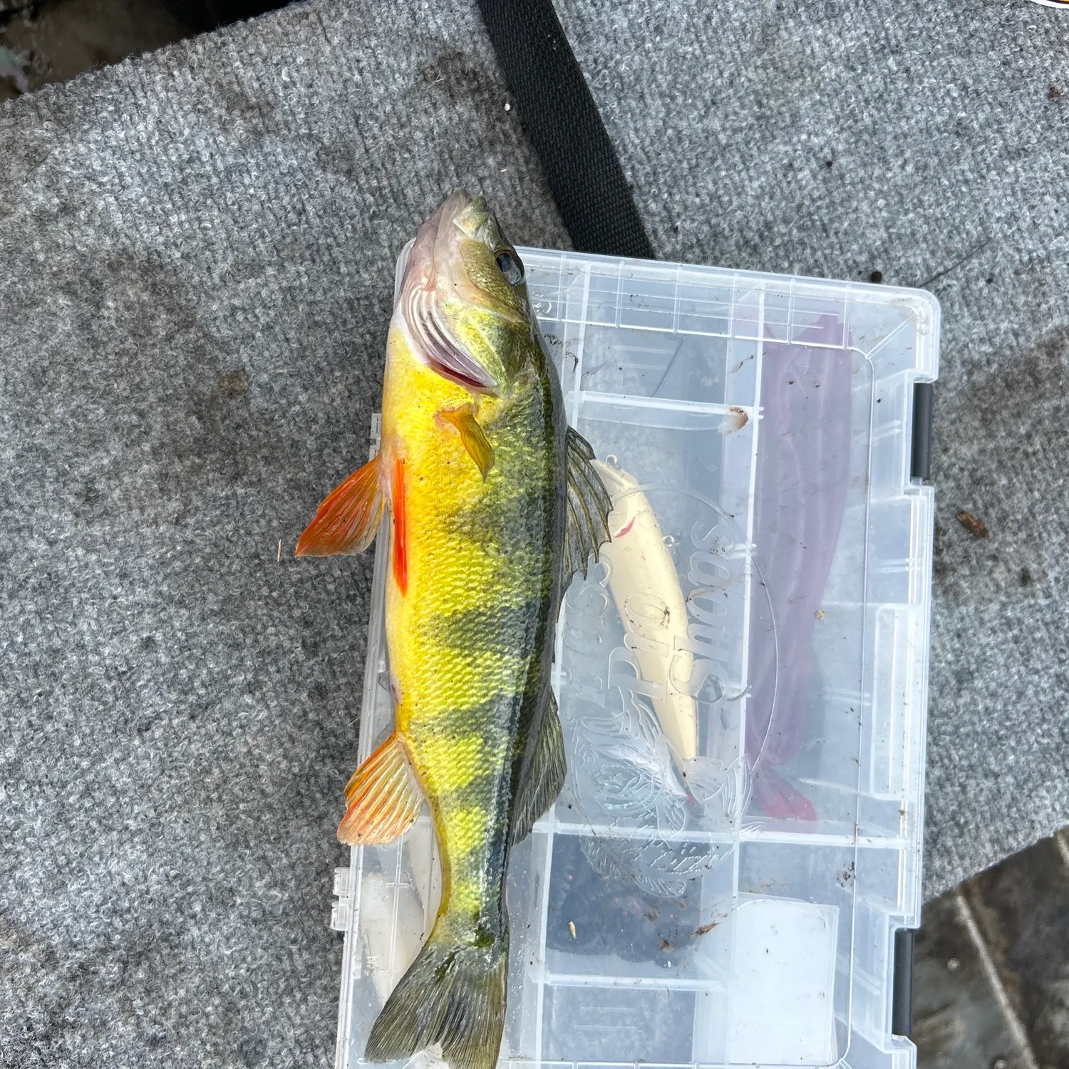 Yellow perch caught on Fishbrain